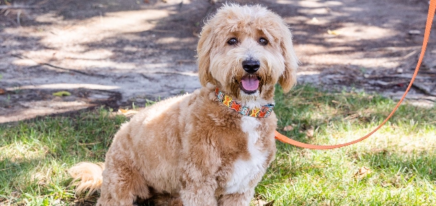 Studio Suite - Queen (Pet-Friendly) at Sonesta ES Suites Fort Lauderdale Plantation