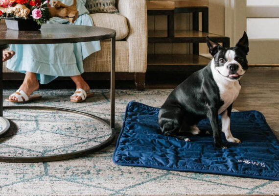 Dog-Friendly Suite (Opal Paws) at Sandpearl Resort